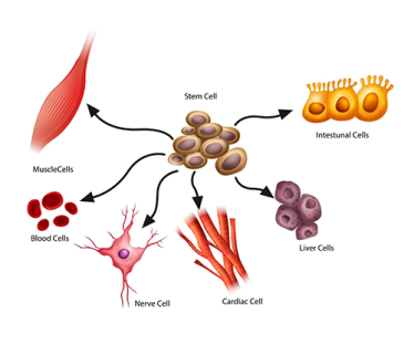 stem-cell-differentiation