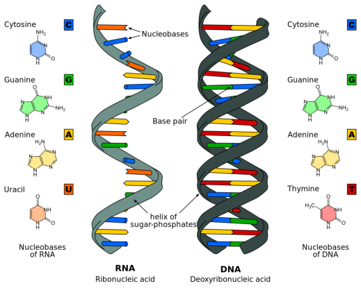 1280px-Difference_DNA_RNA-EN.svg_-1024x819-3